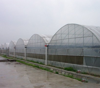 Multi-span greenhouse